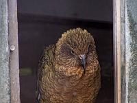 Neuseeländischer Kea